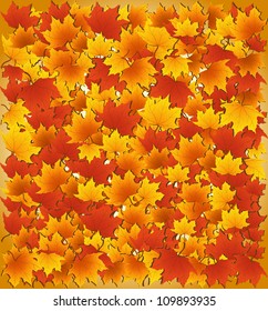 Autumn maples background