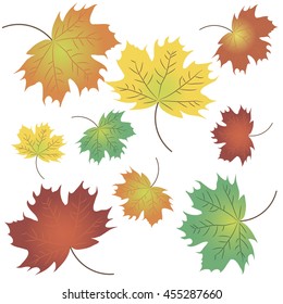 autumn maples leaves
