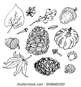 Autumn mood hand drawn vector  set with leaves, berries, fir cones, nuts and acorns for decoration. Forest botanical elements of fall natural seasonal decor.