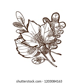 Autumn and autumn motives. Set of autumn leaves. Nature, environment, plants. Herbarium. Ornaments in the park and in the trees. Illustration in style engraving.