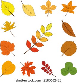 autumn multi color leaf icon in a collection with other items