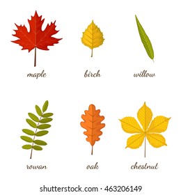 169,641 Leaves with names Images, Stock Photos & Vectors | Shutterstock