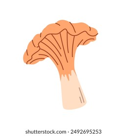 Autumn mushroom. Chanterelle isolated on white background. Fall season flora