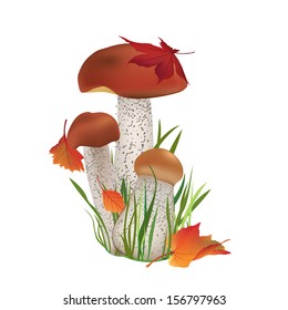 Autumn mushroom isolated on white background. Fall  vector illustration set. Food vegetable icon. 