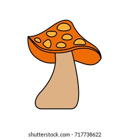 autumn mushroom natural flora forest