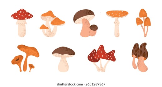 Coleção de cogumelos de outono. Plantas da floresta outono. Conjunto de fungos florestais, cogumelos comestíveis e selvagens. Ilustração de floresta bonito. Ilustrações botânicas vetoriais isoladas sobre fundo branco. 