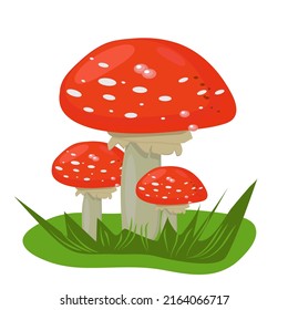 autumn mushrooms are dangerous fly agaric