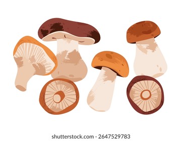 Autumn mushrooms. Rustic and organic mushroom harvest. Seasonal food, sustainability, and forest life concepts. Flat vector illustration.