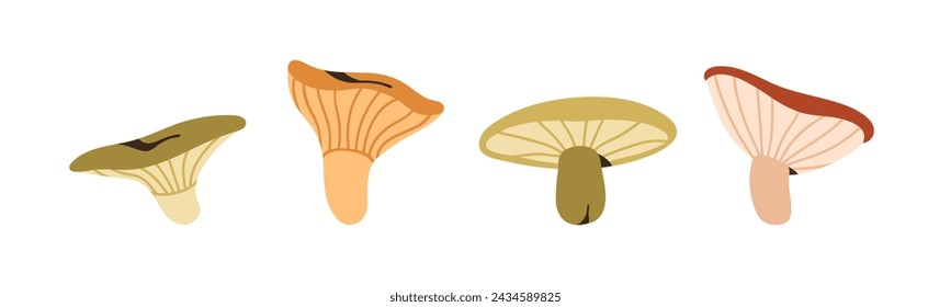 Autumn mushrooms set. Edible fall fungi. Gilled agarics, Lactarius resimus, chanterelle, russula fungus. Natural forest food plants. Botanical flat vector illustrations isolated on white background