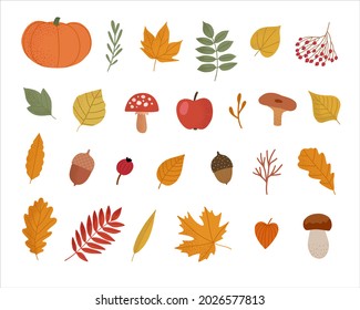 Autumn natural elements collection. Set of autumn attributes. Autumn leaves, berries, mushrooms, pumpkin, acorns isolated on white background. Vector illustration