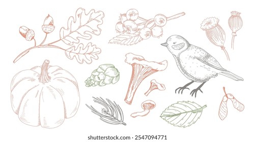 Autumn natural fruit, pumpkin vegetable, acorn, tree plant branch, pine cone and twig, poppy seed box elements, bird and mushroom decorative sketch drawing style in color vector illustration