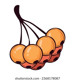 autumn nature berries isolated illustration