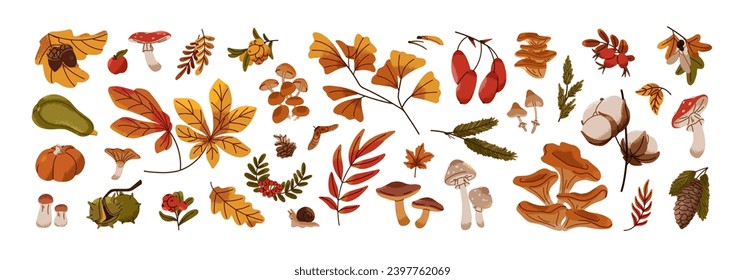 Autumn nature decoration set. Various fall tree leaves, yellow foliage: maple, oak, rowan, pine paw with cone. Forest food: mushrooms, bolete, acorn, berry. Flat isolated vector illustration on white