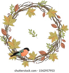 Autumn, November, October, September, Maple leaves, yellow, branches, interwoven branches, a wreath of branches, mountain ash, autumn leaves, pink shades, on a white background, bullfinch, bird on a w
