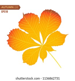 Autumn nut leaf isolated on a white background. Vector illustration