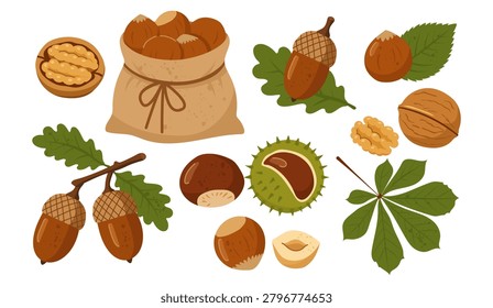 Autumn nuts and seeds vector collection with walnuts hazelnuts acorns and chestnuts