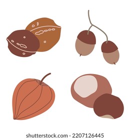 Autumn nuts set vector illustration isolated on white background. Walnuts, chestnuts, acorns and physalis in neutral warm colors. Simple clip art elements in flat style