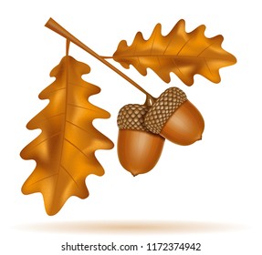 autumn oak acorns with leaves vector illustration isolated on white background