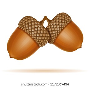 autumn oak acorns vector illustration isolated on white background