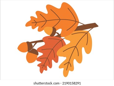 Autumn oak branch with acorns and yellowed leaves. Seasonal vector illustration. Template for decorative design.
