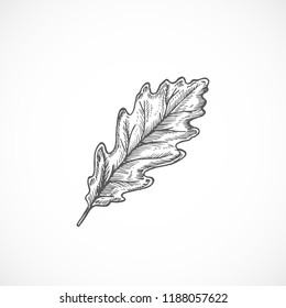 Autumn Oak Leaf Hand Drawn Vector Illustration. Abstract Botanical Sketch. Isolated.