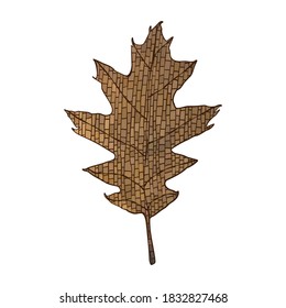 Autumn oak leaf - hand drawn vector illustration isolated on white.