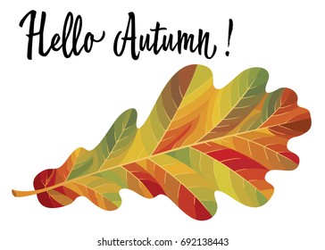 Autumn oak leaf isolated on white background. Vector