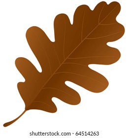 Autumn oak leaf isolated over a white background.