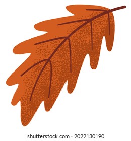Autumn oak leaf with texture isolated on a white