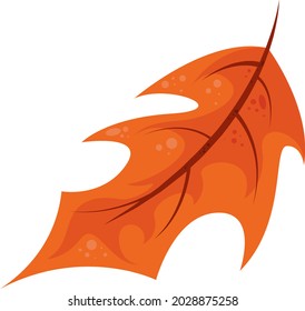 autumn Oak Leaf vector icon