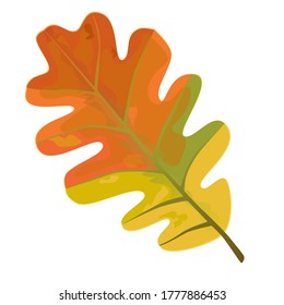 Hojas de roble otoñales. Ilustración vectorial aislada en fondo blanco.