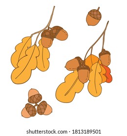 autumn oak leaves with acorns