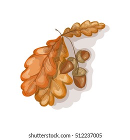 Autumn oak leaves with acorns. Colored sketch style hand drawn. Isolation on white. Vector illustration.