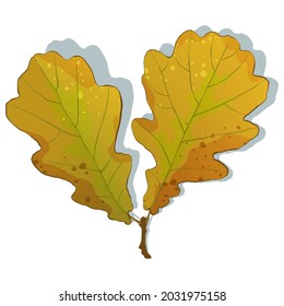Autumn oak leaves isolated on white background. Simple cartoon flat style vector illustration.
