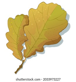 Autumn oak leaves isolated on white background. Simple cartoon flat style vector illustration.