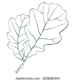 Autumn oak leaves sketch isolated on white background. Simple cartoon flat style vector illustration.