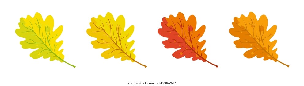 Autumn oak leaves yellow red and orange - vector illustration