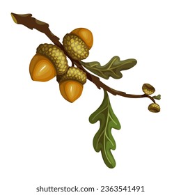 Autumn oak tree branch with acorns.Vector graphics.