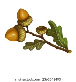 Autumn oak tree branch with acorns.Vector graphics.