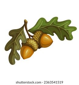 Autumn oak tree branch with acorns.Vector graphics.