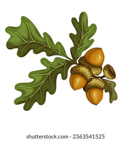 Autumn oak tree branch with acorns.Vector graphics.