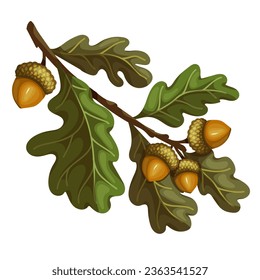Rama de roble otoñal con bellotas.Gráficos vectores.