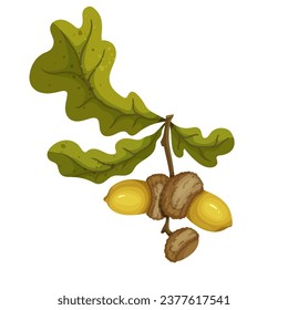 Autumn oak tree branch with acorns.Vector graphics.	