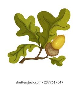 Autumn oak tree branch with acorns.Vector graphics.	