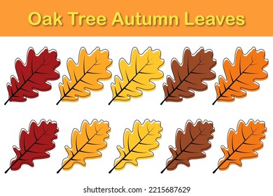 Autumn oak tree leaf set. Leaves fall set. Vector illustration.