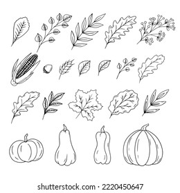 Autumn objects hand drawn collection isolated on white background. Leaves, pumpkins and corn. Thanksgiving objects outlines set.