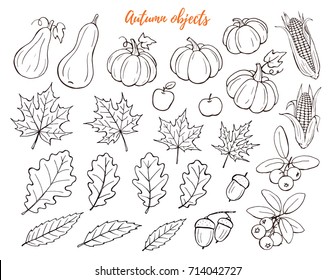 Autumn objects hand drawn collection isolated on white background.. Line art icons of leaves, pumpkins and berries. Thanksgiving objects outlines set.