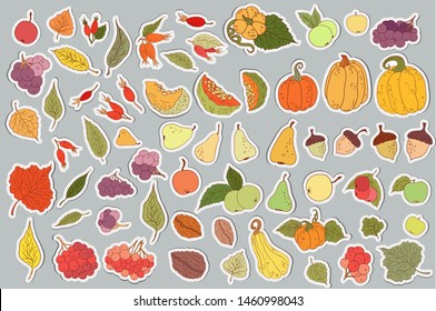 Autumn objects stickers collection, Big colorful autumn icons set. Hand drawn autumn leaves, berries, nuts, acorns,pumpkins scrapbook images. Color vegetables and fruits isolated on light background. 