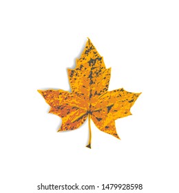 Autumn orange color leaf isolated on white background. Autumnal maple leaves with shadow. Vector fall illustration