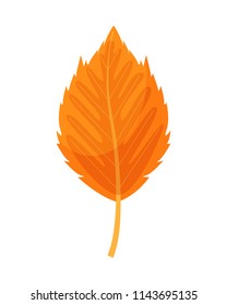 Autumn orange  leaf  isolated on a white background. Vector illustration
